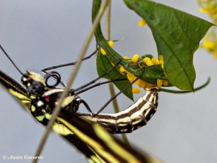 599.910E-Zebravlinder-Heliconius-charitonia