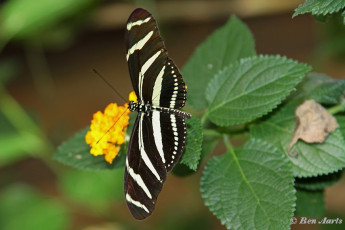 599.930- Zebravlinder - Heliconius charitonia