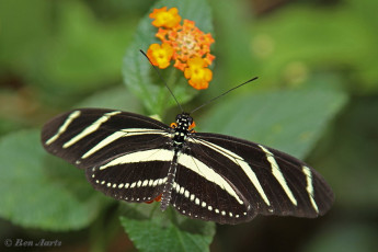 599.932- Zebravlinder - Heliconius  charitonia