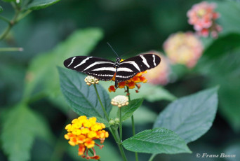 599.936-Zebravlinder-Heliconius-charitonia