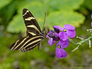 599.940A-Zebravlinder-Heliconius-charitonia