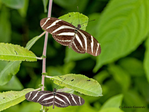 599.940B-Zebravlinder-Heliconius-charitonia