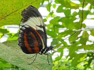 600.736-The-cydno-longwing-Heliconius-cydno