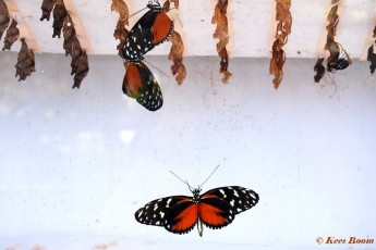 601.515-Tiger longwing - Heliconius hecale