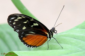 601.516-Tiger longwing - Heliconius hecale