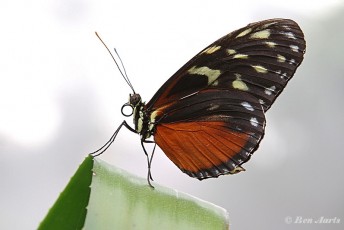 601.517-Tiger longwing - Heliconius hecale