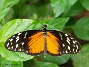 601.523-Tiger longwing - Heliconius hecale
