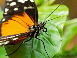 601.524-Tiger longwing - Heliconius hecale