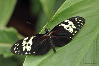 601.550-Tiger-longwing-Heliconius-hecale