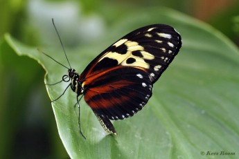 601.560-Tiger-longwing-Heliconius-hecale