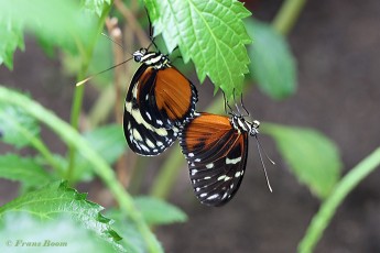 601.570-Tiger-longwing-Heliconius-hecale