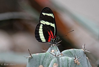 601.733- Hewitson's longwing - Heliconius hewitsoni