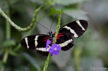 601.738- Hewitson's longwing - Heliconius hewitsoni