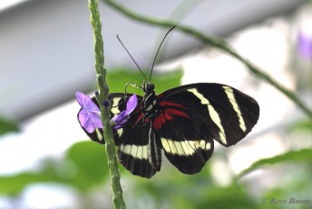 601.739- Hewitson's longwing - Heliconius hewitsoni