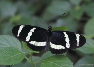 601.750- Hewitson's longwing - Heliconius hewitsoni