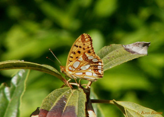 604.323- Kleine Parelmoervlinder - Issoria lathonia