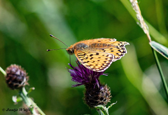 607.715A-Grote-parelmoervlinder-Speyeria-aglaja