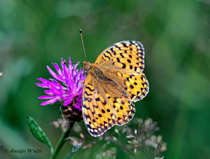 607.715B-Grote-parelmoervlinder-Speyeria-aglaja