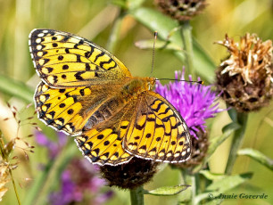 607.730B-Grote-parelmoervlinder-Speyeria-aglaja