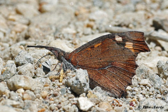 614.715A.Snuitvlinder-Libythea-celtis