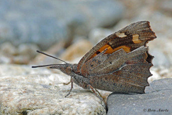 614.715B.Snuitvlinder-Libythea-celtis