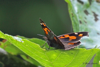 614.715C.Snuitvlinder-Libythea-celtis