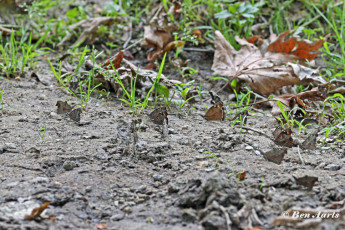 614.715D.Snuitvlinder-Libythea-celtis