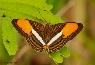 616.711- Smooth-banded Sister - Adelpha cytherea