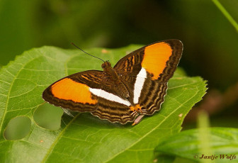 616.712- Smooth-banded Sister - Adelpha cytherea