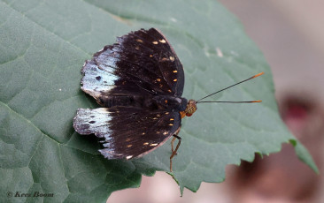 618.920-Common-archduke-Lexias-paradalis