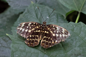 618.935-Common-archduke-Lexias-paradalis