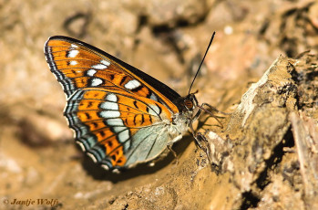 620.321- Grote ijsvogelvlinder - Limenitis populi