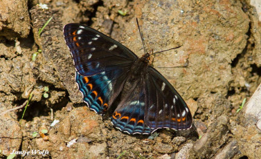 620.330- Grote ijsvogelvlinder - Limenitis populi