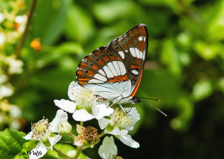 620.720- Blauwe ijsvogelvlinder - Limenitis reducta