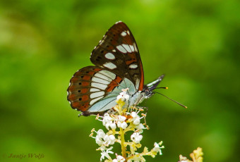 620.721- Blauwe ijsvogelvlinder - Limenitis reducta