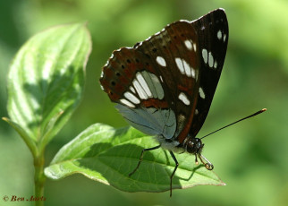 620.725- Blauwe ijsvogelvlinder - Limenitis reducta