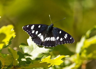 620.725H-Blauwe-ijsvogelvlinder-Limenitis-reducta