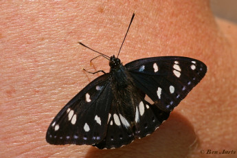 620.728- Blauwe ijsvogelvlinder - Limenitis reducta