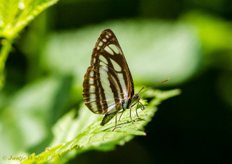 623.122- Latyruszwever - Neptis sappho