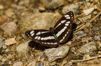 623.127- Latyruszwever - Neptis sappho