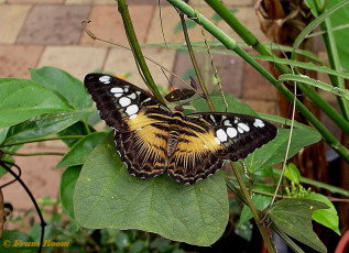 626.800-Clipper - Parthenos sylvia