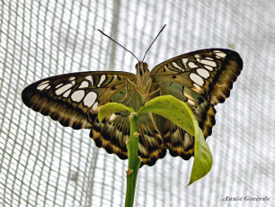 626.801A-Clipper-Parthenos-sylvia