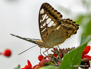 626.801B-Clipper-Parthenos-sylvia