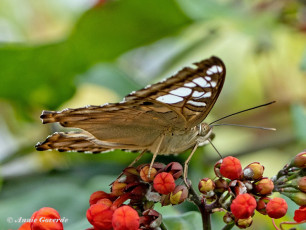 626.801C-Clipper-Parthenos-sylvia