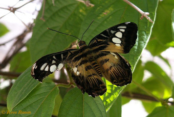 626.802-Clipper - Parthenos sylvia