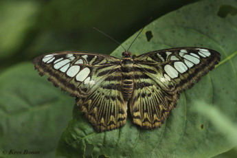 626.803 -Clipper - Parthenos sylvia