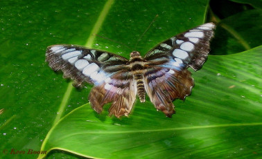 626.804-Clipper - Parthenos sylvia