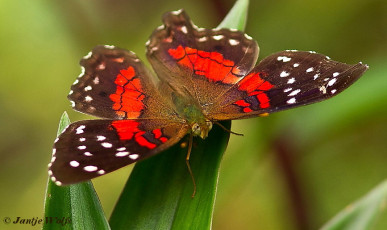 631.575- The brown peacock - Anartia amathea