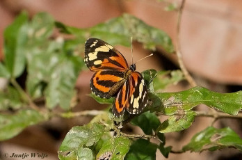 640.715-Tiger-crescent-Eresia-eunice