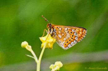 641.920- Moerasparelmoervlinder - Euphydryas aurinia